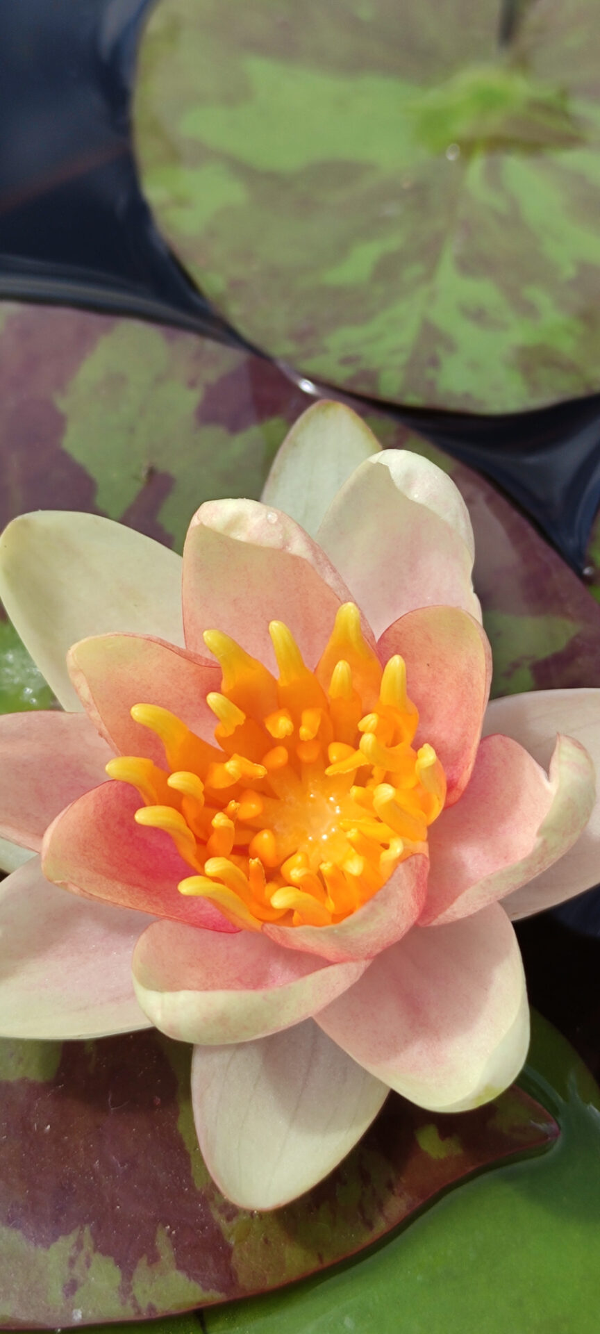 Nymphaea 'Chrysantha'