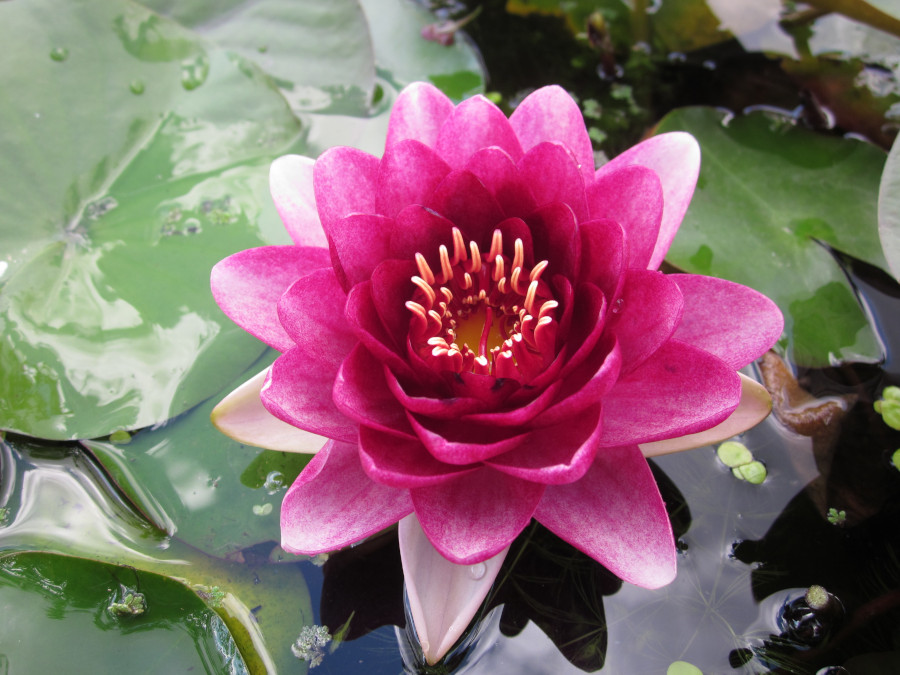 Nymphaea 'Arethusa'